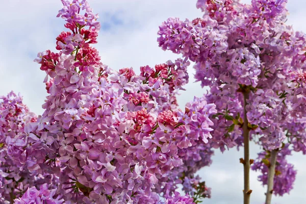Flores púrpuras brillantes de color lila decorativo. Grandes grupos de blo — Foto de Stock
