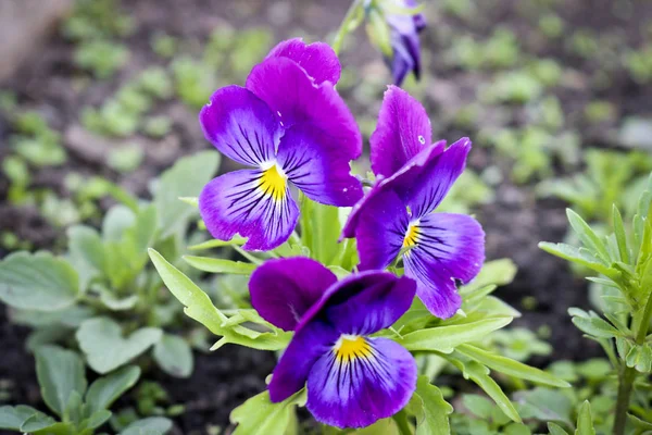 Beautiful Purple Pansy Flowers Close Ornamental Garden Flowers — Stock Photo, Image