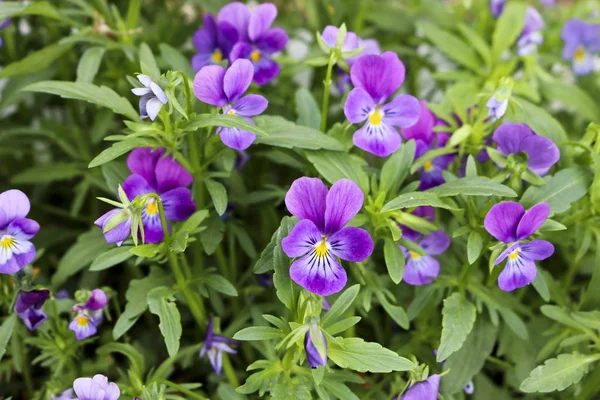Beautiful Purple Pansy Flowers Close Ornamental Garden Flowers — Stock Photo, Image