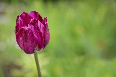 Bulanık yeşil arka planda parlak mor bir lale. Tebrik kartı ve tasarım şablonu. Yaz doğal arka plan.