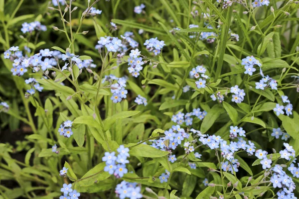 Pequenas Flores Azuis Esquecem Não Overgrown Esquece Não Foco Seletivo — Fotografia de Stock
