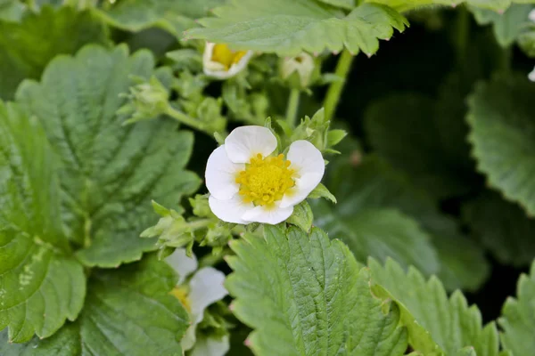 Fiori Bianchi Fragole Giardino Pianta Fragole Fiore — Foto Stock