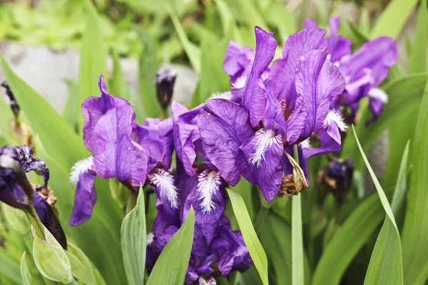 Bright Purple Iris Flowers Irises Ornamental Garden Plant — Stock Photo, Image