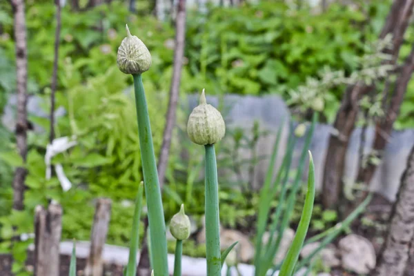 Buds Unbroken Flowers Onion Batun — Stock Photo, Image