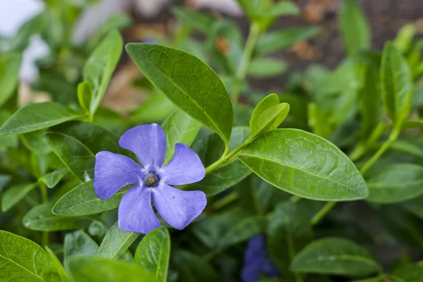 Periwinkle Flor Azul Vinca Menor Entre Folhas Verdes Close — Fotografia de Stock