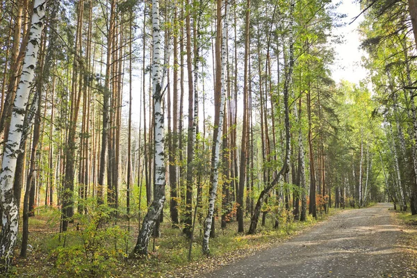 Indischer Sommer Eine Straße Einem Birkenhain Mit Gelben Blättern Herbstlandschaft — Stockfoto