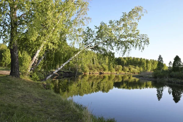 Sommerlandschaft Ruhiger Flacher Fluss Zwischen Feldern Und Birkenhainen Sonnenuntergang Wolkenloses — Stockfoto