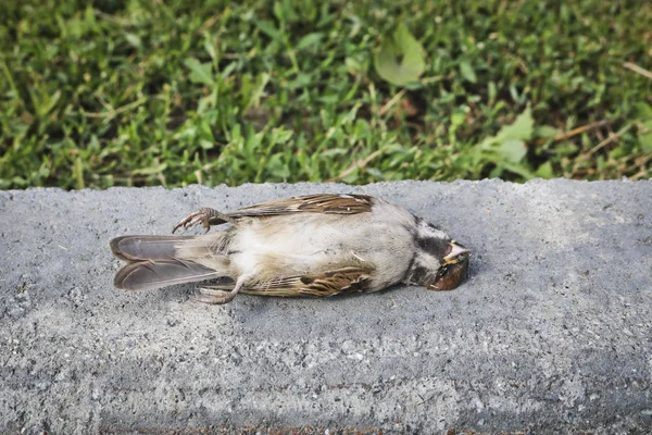 Död Sparv Ligger Sidan Vägen Mot Bakgrund Gräs Fågeln Dog — Stockfoto