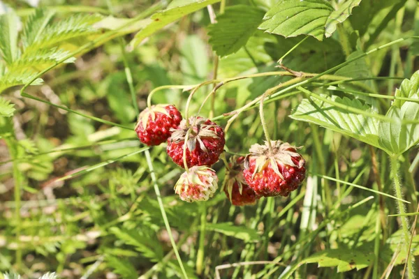 Rijpe Rode Bessen Wilde Aardbei Weide Fragaria Viridis Planten Van — Stockfoto