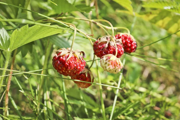 Зрізати Червоні Ягоди Дикими Полуничними Луками Fragaria Viridis Плоди Полуничної — стокове фото