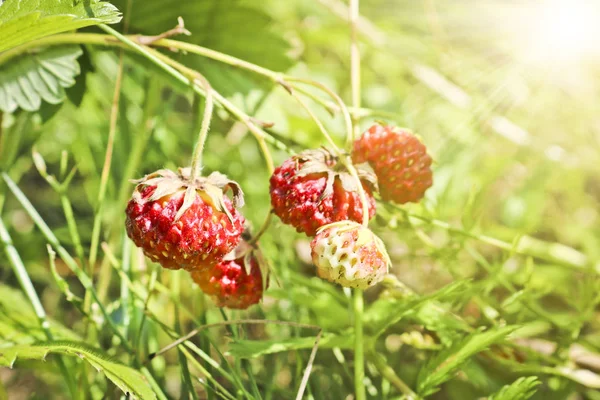 Ripe Red Berries Wild Strawberry Meadow Fragaria Viridis Fruiting Strawberry — 스톡 사진
