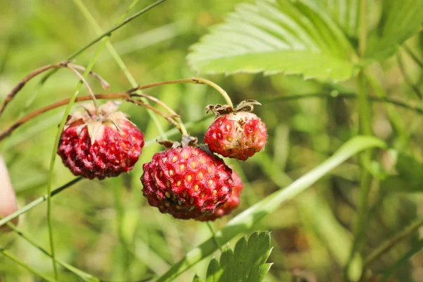 Ripe Red Berries Wild Strawberry Meadow Fragaria Viridis Fruiting Strawberry — 스톡 사진