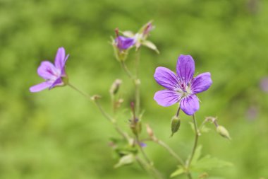 Sardunya çiçekleri (Geranium sylvaticum L.) - tıbbi bir bitki. Bulanık arkaplan ve seçici yumuşak odak.