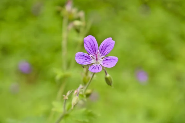 Flores Gerânio Florestal Geranium Sylvaticum Uma Fábrica Medicinal Fundo Desfocado — Fotografia de Stock