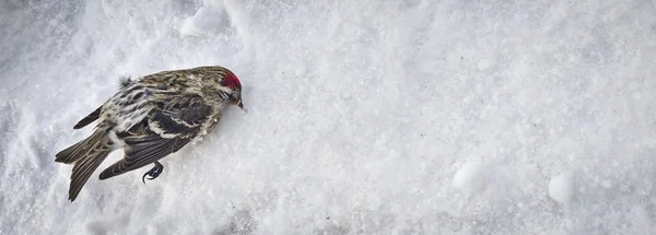 Ölü Kuş Kardaki Yaygın Kırmızı Poll Acanthis Flammea Kışın Soğuktan — Stok fotoğraf