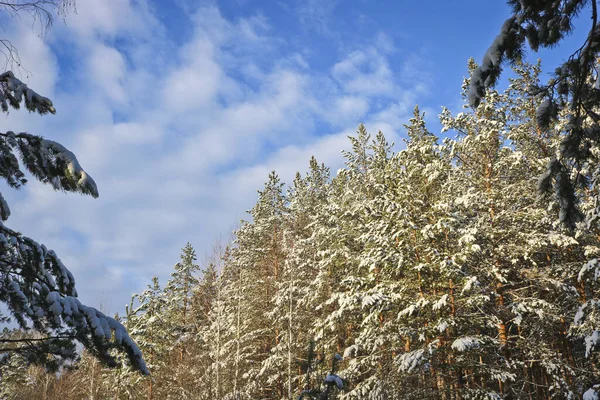 Nubes Cirros Sobre Bosque Invierno Ramas Pino Cubiertas Nieve — Foto de Stock