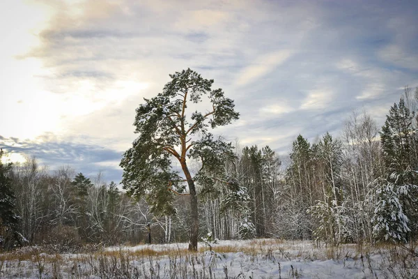 Felaktigt Böjd Tall Vinterskogen — Stockfoto