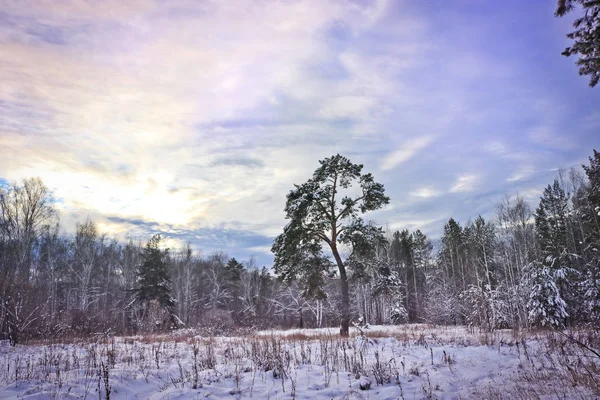 Pino Incorrectamente Curvado Bosque Invierno — Foto de Stock