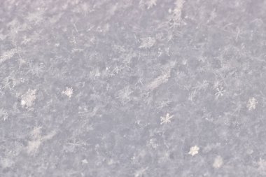 Yeni yağmış karın dokusu. Tasarım için Noel şablonu. Açıkça görülüyor ki tek tek kar taneleri. Kış arkaplanı.