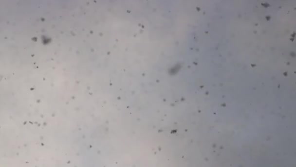 Nagy hópelyhek kavarognak a levegőben. A hóesés egy időjárási jelenség. Téli háttér. — Stock videók