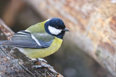 Great tit sits on an old stump. Forest bird Parus major.