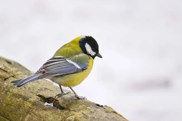 Great Tit Sits Old Stump Forest Bird Parus Major — Stok fotoğraf