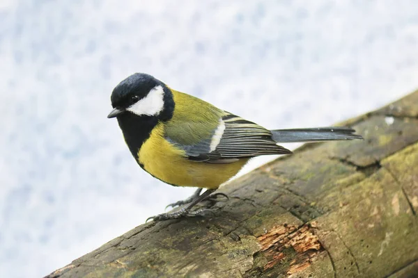 Great Tit Sits Old Stump Forest Bird Parus Major — Stok fotoğraf