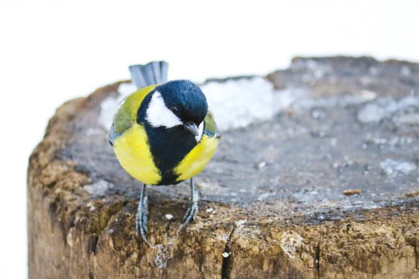Curious Great Tit Sits Old Stump Forest Bird Parus Major — Stok fotoğraf
