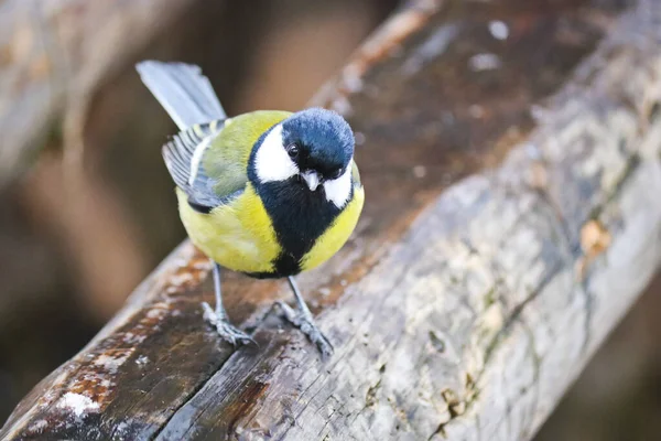 Curious Great Tit Sits Old Stump Forest Bird Parus Major — Stok fotoğraf