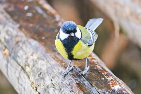 Curious Great Tit Sits Old Stump Forest Bird Parus Major — Stok fotoğraf