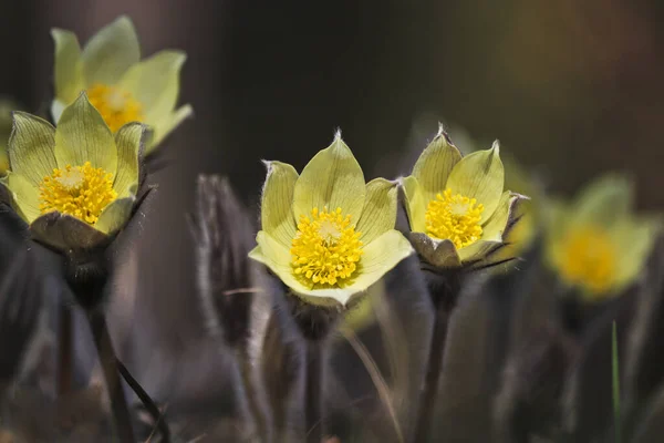 Enfoque Selectivo Flores Delicadas Pasqueflower Pulsatilla Orientali Sibirica Pulsatilla Flavescens — Foto de Stock