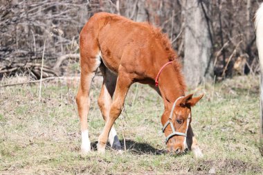 İki haftalık bir tay baharın başında dışarıda otlamayı öğreniyor. Sevimli hayvan.