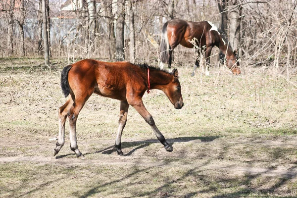 A two-week-old foal learns to graze outdoors in early spring. Cute pet