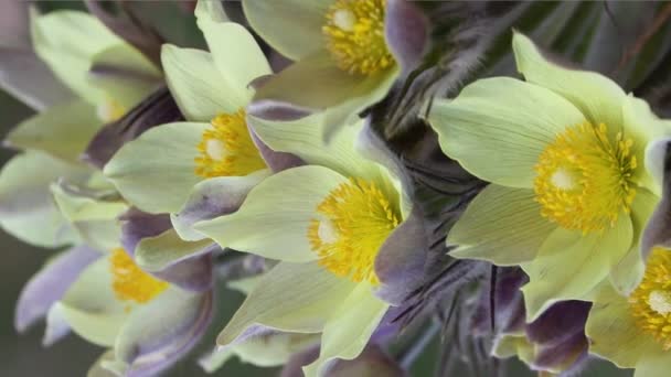 Zestaw wideo z selektywną ostrością - bladożółte kwiaty Pasqueflower (Pulsatilla orientali-sibirica, Pulsatilla flavescens). Wiosenna roślina kwitnąca rodziny jaskier in vivo. Roślina lecznicza. — Wideo stockowe