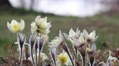 Seçici odak video seti - Soluk sarı Pasqueflower çiçekleri (Pulsatilla orientali-sibirica, Pulsatilla flavescens). Vivo 'daki düğün çiçeği ailesinin bahar çiçeği bitkisi. İlaç fabrikası..
