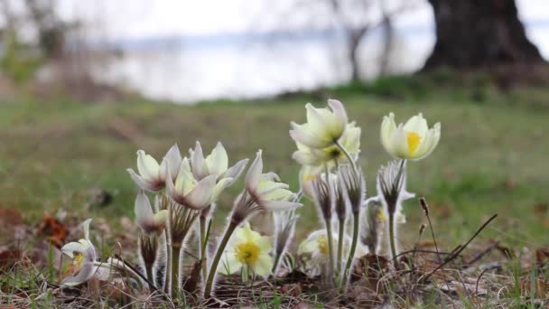 Selectieve focus video set - Lichtgele Pasqueflower bloemen (Pulsatilla orientali-sibirica, Pulsatilla flavescens). Voorjaarsbloeiende plant van de boterbloem familie in vivo. Geneesmiddelplant. — Stockvideo