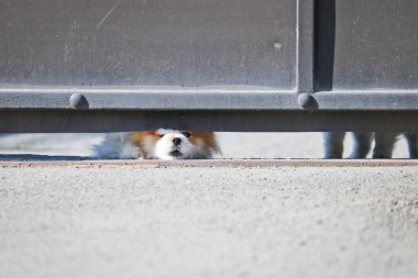 Kilitli kapının altından sokağa bakan küçük bir köpek yoldan geçenlere havlıyor. Küçük bir bekçi köpeği. Şirin Spitz.