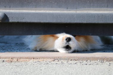 A small dog looks out from under the locked gate into the street and barks at passers-by. A little guard dog. Cute Spitz. clipart