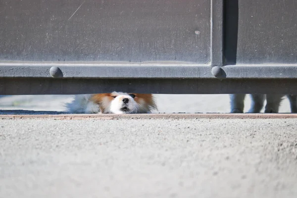 A small dog looks out from under the locked gate into the street and barks at passers-by. A little guard dog. Cute Spitz.