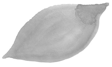 Suluboya, nötr gri yaprak şeklinde leke. Siyah beyaz suluboya fırça arka planı. Metin için kopyalama alanı ile.