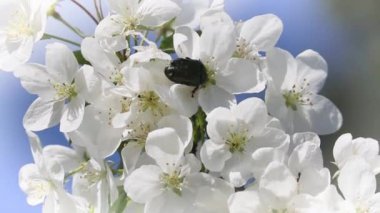 Chafer böceği bir elma ağacının çiçeklerinde sürünür ve polen yer. Bahar beyaz elma çiçekleri. Doğal bahar arkaplanı. 