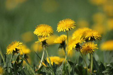 Yaz arkaplanı - sarı çiçekli yeşil tarla. Çiçekli güzel bir tarla. Seçici odak