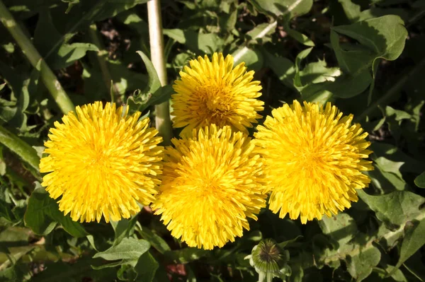 夏の背景 黄色の開花タンポポの緑のフィールド 花と美しいフィールド 選択的焦点 — ストック写真