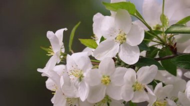 Seçici odaklanma. Çiçek açan elma ağaçlarının videosu. Bahar arka planı. Beyaz elma çiçekleri rüzgarda hafifçe sallanır..