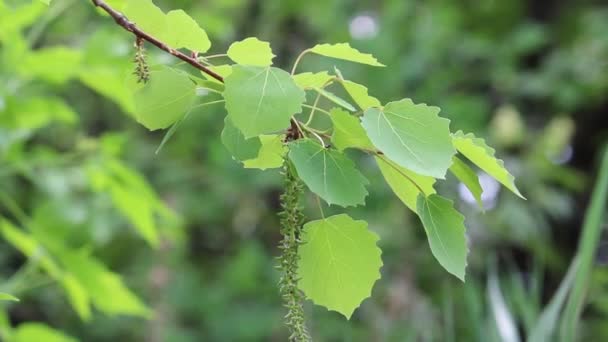 Letnie tło - młode liście osiki z kolczykami kołyszącymi się na wietrze, na leśnym zielonym tle. — Wideo stockowe