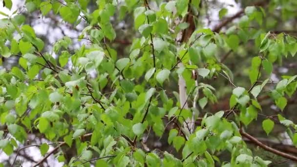 여름의 배경 - 어린 잎들 이 바람에 흔들리는 자작나무 가지들. 울창 한 숲 속의 푸른 잎들을 배경으로. — 비디오