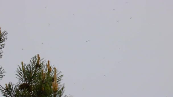 Fondo natural: un enjambre de mosquitos se enrolla sobre ramas de pino. La temporada de apareamiento en mosquitos . — Vídeos de Stock