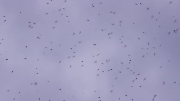 Fondo naturale - uno sciame di zanzare si arriccia in alto sopra il suolo. La stagione degli amori nelle zanzare . — Video Stock