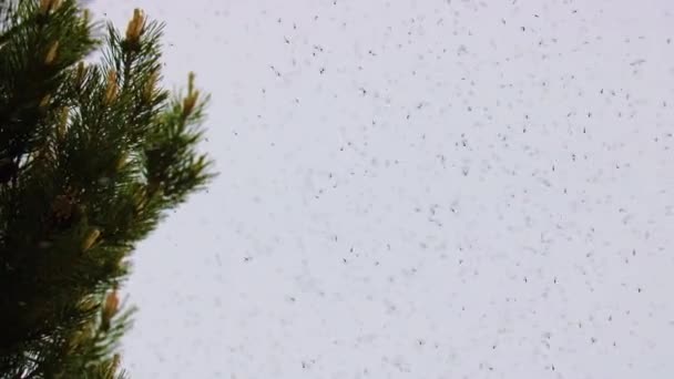 Fundo natural - um enxame de mosquitos se curva sobre galhos de pinho. A estação de acasalamento em mosquitos . — Vídeo de Stock