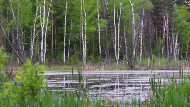 Marais dans la forêt d'eau libre en mai. Les grenouilles croissent bruyamment - saison des amours. Fluff vole au-dessus de l'eau .